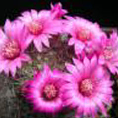 Cacto mammillaria zeilmannia